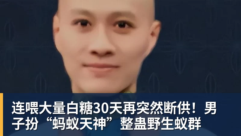 连喂大量白糖30天再突然断供！男子扮“蚂蚁天神”整蛊野生蚁群